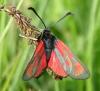 Zygaena loti